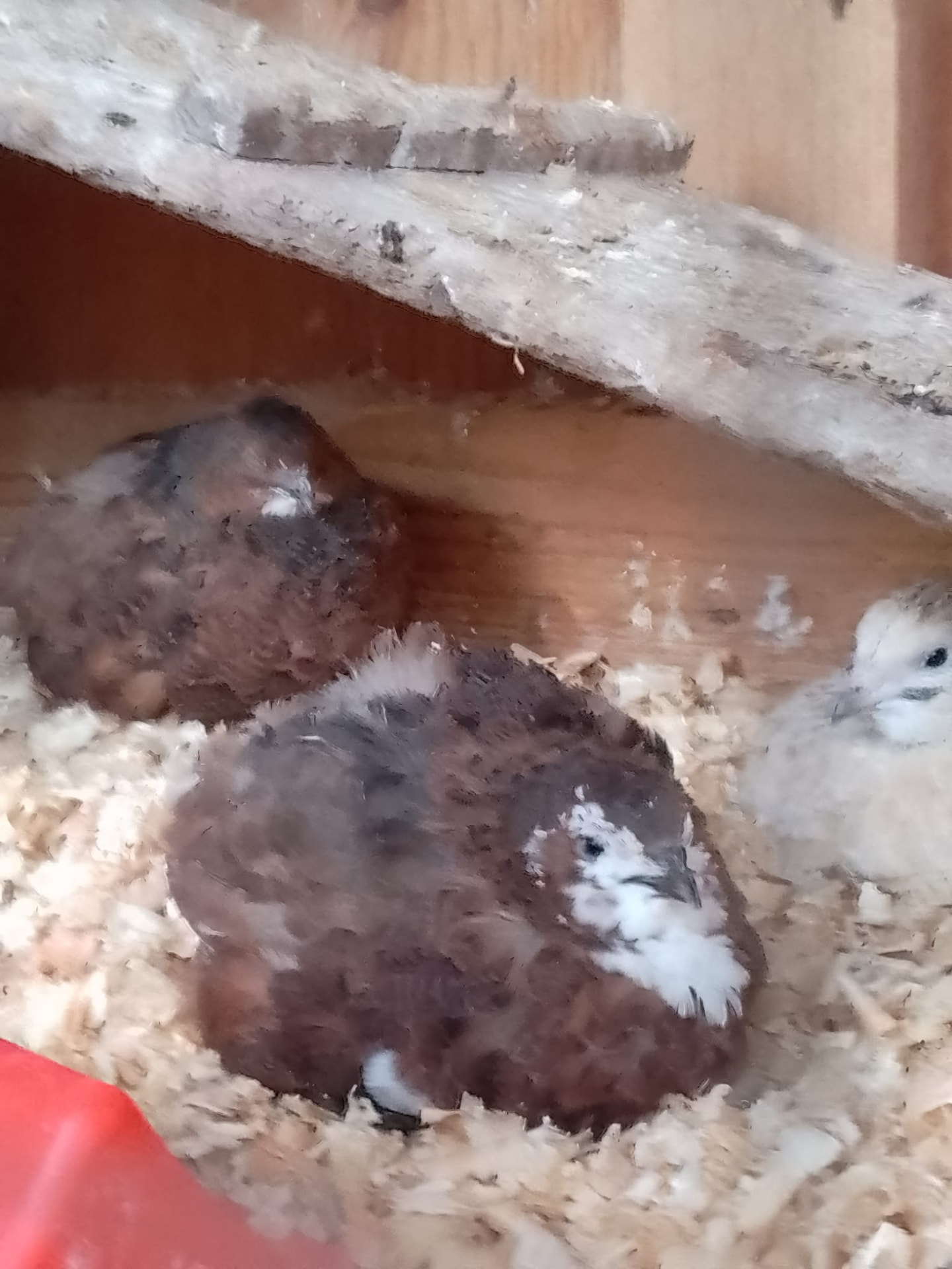 Wachteln im Stall auf Hobelspänen