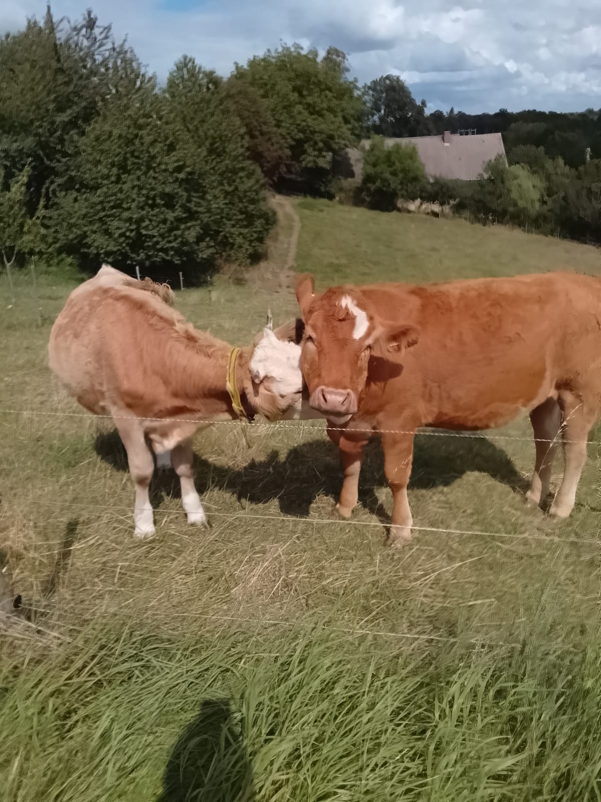 Zwei Rinder auf der Weide in Tanneberg