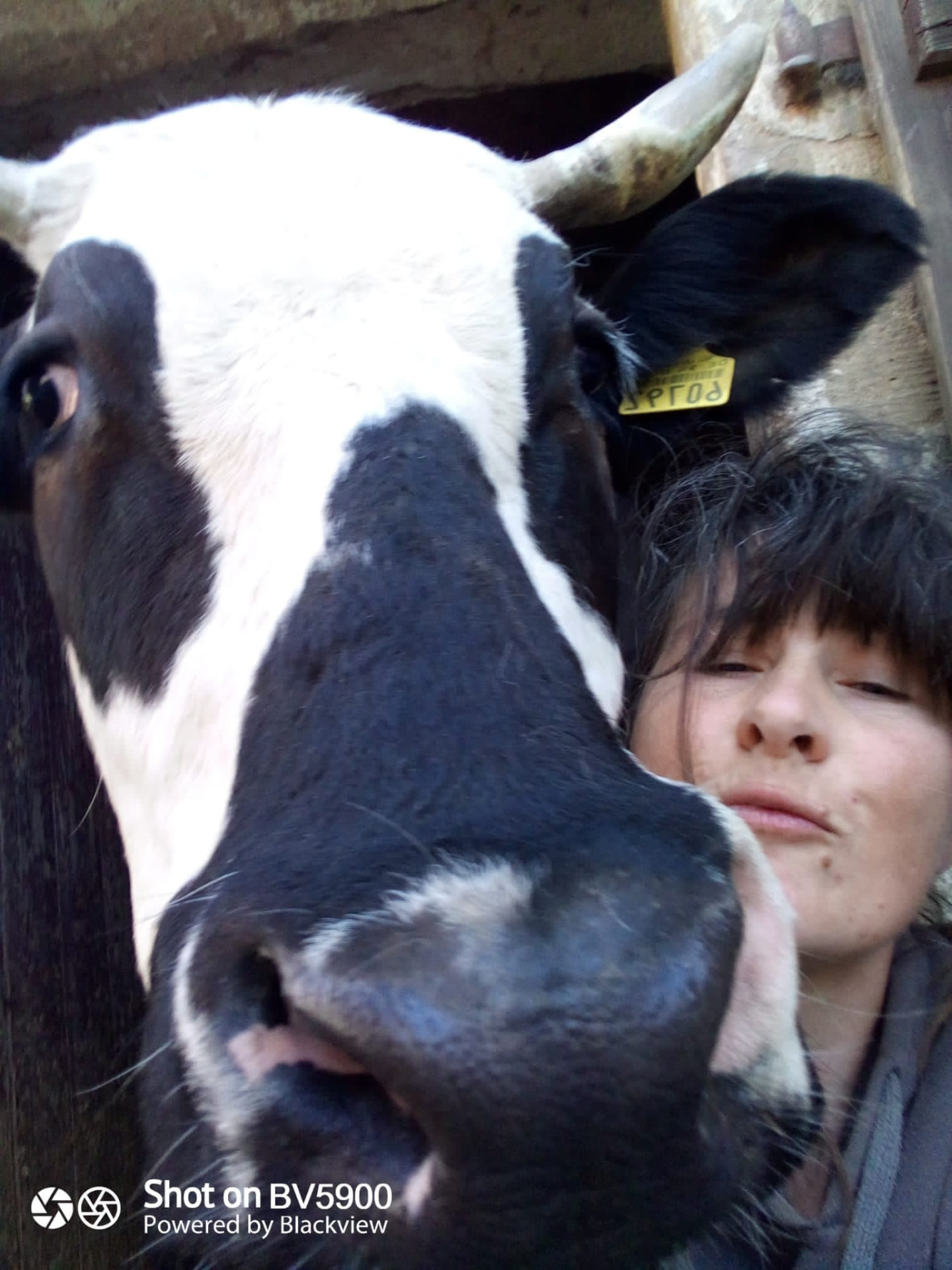 Kuh auf der Weide des Landwirtschaftsbetriebs Katzer