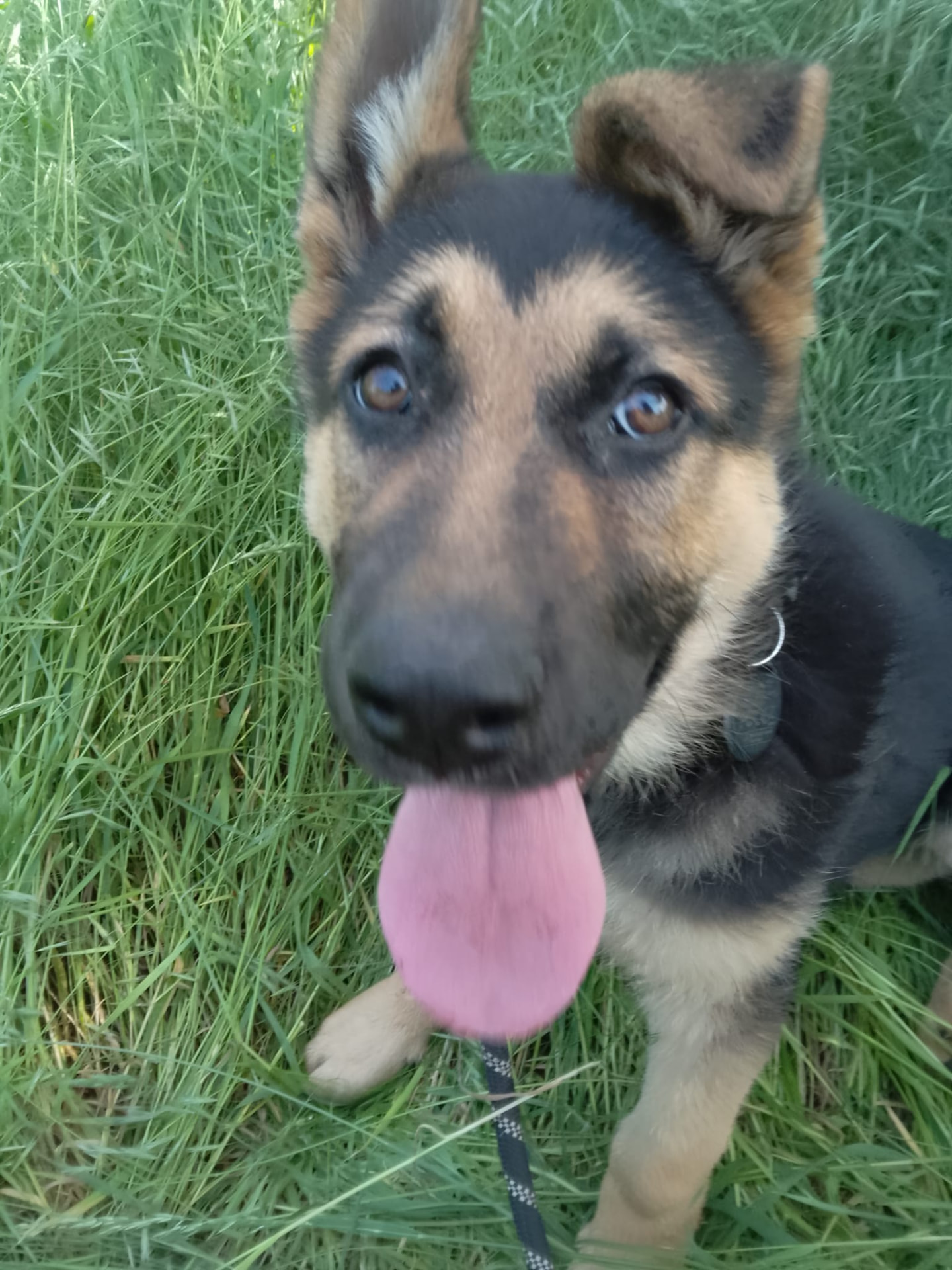 Junger Hofhund im Gras